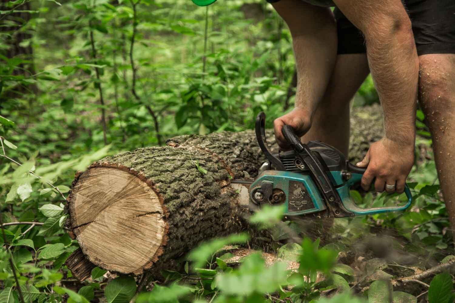 Emergency Storm Tree Removal in Fort Pierce, FL